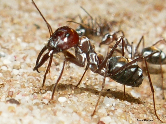 Cataglyphis bombycinus